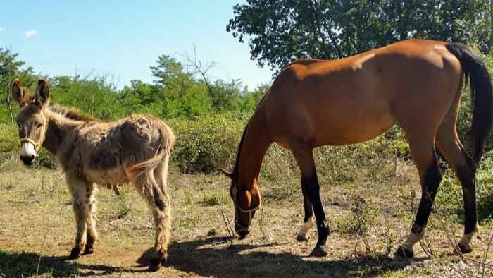 donkey and horse